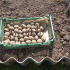 Pěstování brambor v 2022: kdy rostl brambory na lunárním kalendáři, načasování